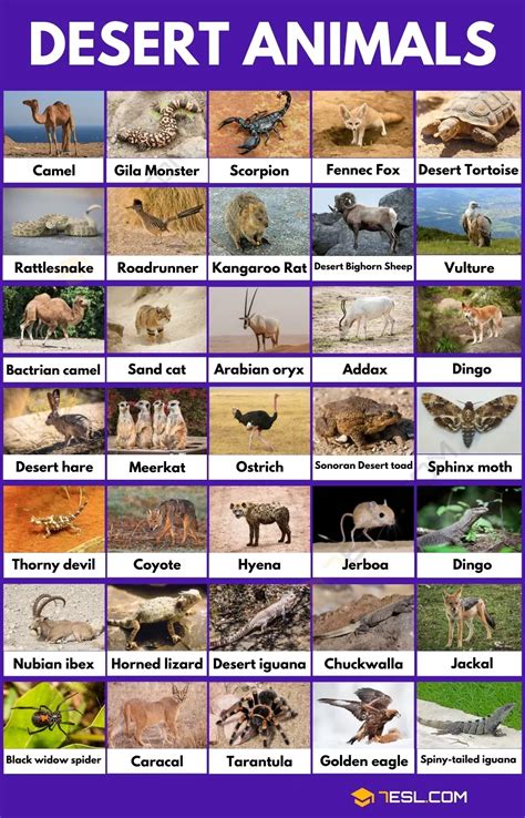 Desert Animals List in English • 7ESL | Desert animals, Desert animals activities, Desert ecosystem