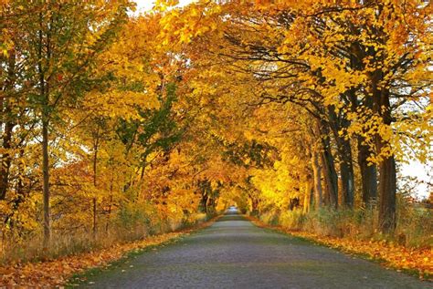 Free picture: road, wood, landscape, nature, tree, leaf, autumn, forest road