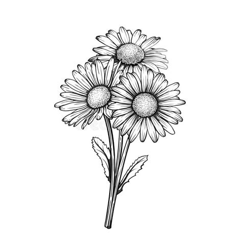 Beautiful Monochrome, Black and White Daisy Bouquet Flowers Isolated ...