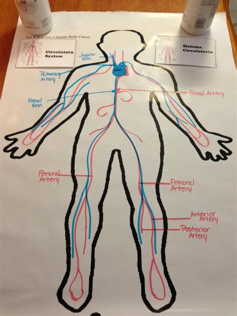 Circulatory System Diagram