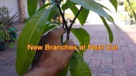 Mango Tree Pruning - Sere Fruit