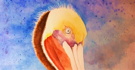 Tom Bose Watercolors: No. 36: Brown Pelican Watercolor