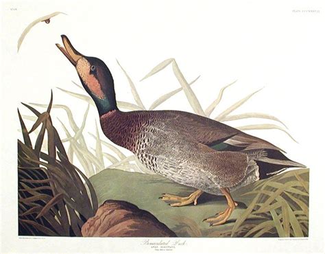 Bemaculated Duck. From The Birds of America Amsterdam Edition | John James AUDUBON