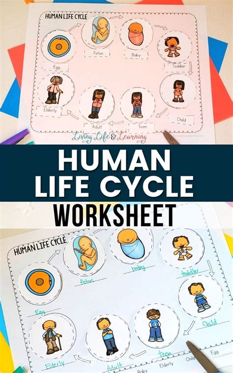 Human Life Cycle Worksheet | Free Homeschool Deals