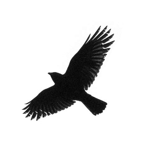 Crow Flight Silhouette | The Urban Nature Enthusiast