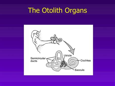 Vestibular System