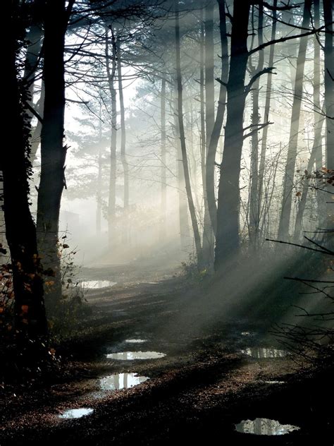 misty forest | Nature photography, Landscape, Nature