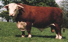 Hereford | Purebred Cattle Breeders | South Florida Beef-Forage Program ...