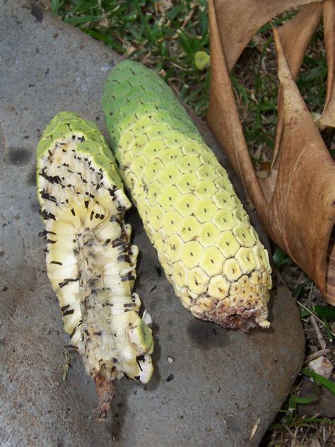 File:Monstera deliciosa ripen fruit 01.JPG - Wikipedia