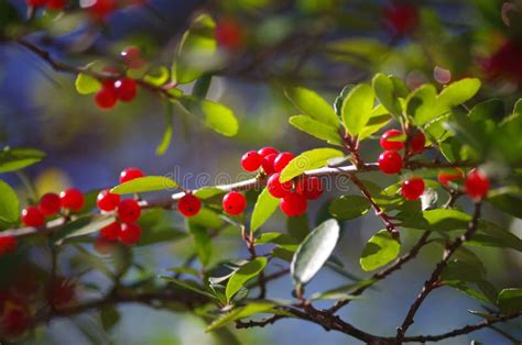 Yaupon holly berries stock photo. Image of yaupon, bright - 241054744