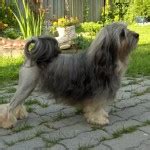 Lowchen - Puppies, Rescue, Pictures, Information, Temperament, Characteristics | Animals Breeds