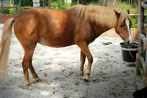 Sand Colic in Horses - Symptoms, Causes, Diagnosis, Treatment, Recovery, Management, Cost