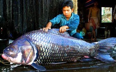 Big Fishes of the World: GIANT SIAMESE BARB CARP (Catlocarpio siamensis)