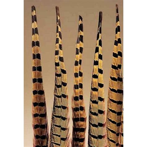 Ringneck Pheasant Feathers | Pheasant Feathers For Sale