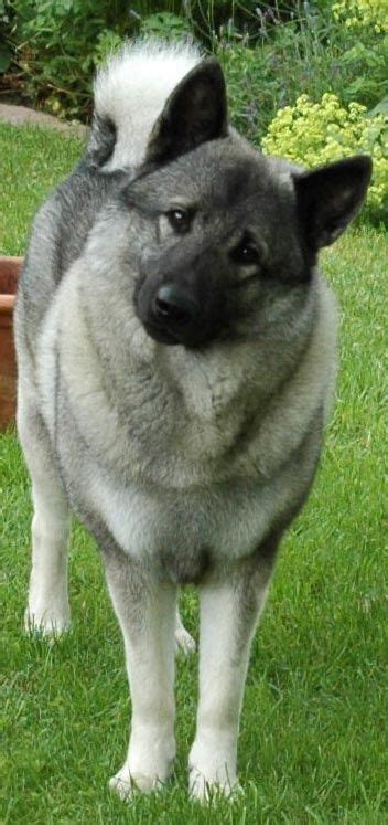 Norwegian Elkhound I just love the personality of these dogs ...