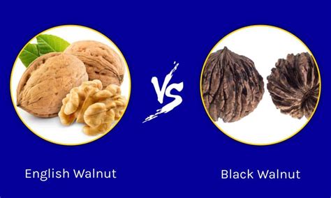 English Walnut vs Black Walnut: Is There a Difference? - A-Z Animals