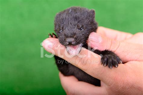 Black Animal Mink Stock Photo | Royalty-Free | FreeImages