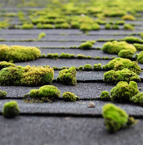 Quality Moss Removal Service in Seattle | Renova Exteriors