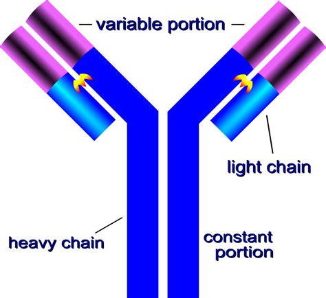 Draw A Neat Labelled Diagram Of A Typical Antibody No - vrogue.co