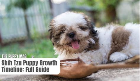 When Do Shih Tzus Stop Growing: Full Size & Growth Chart – The Puppy Mag