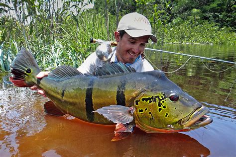 How to Catch Peacock Bass - Angling Journal