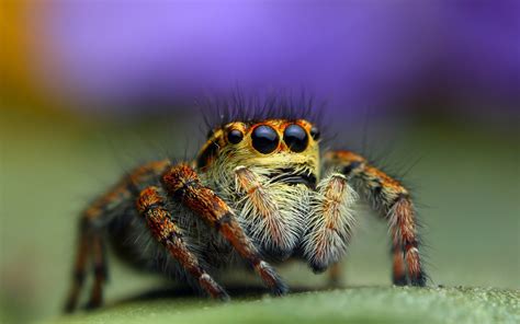 Download Jumping Spider Animal Spider HD Wallpaper