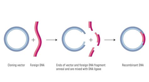 Describe the Use of Restriction Enzymes in Genetic Engineering