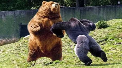 Top 10 Strongest Animals in the World - PickyTop