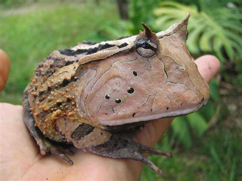 Amazonian Horned Frog, Rain Forest So America (With images) | Frog, Amphibians, Animals