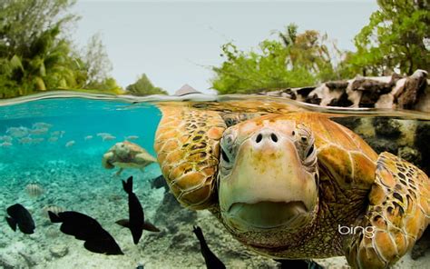 Tortugas marinas verdes en bora bora, mar, verde, tortugas, bora, Fondo ...