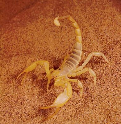 Ideas for a Desert Scorpion Habitat | Animals - mom.me