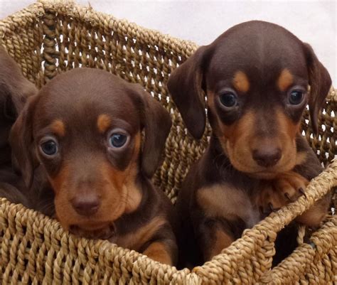 Chocolate and Tan Miniature Dachshund Puppies | Nelson, Lancashire | Pets4Homes | Dachshund ...