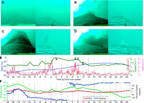 Figure 2 from Kinematic Diversity in Rorqual Whale Feeding Mechanisms | Semantic Scholar