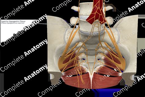 Superior Hypogastric Plexus | Complete Anatomy