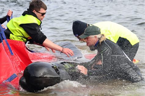 Whale strandings: Five questions answered | The Citizen