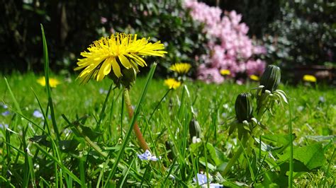 Growing Dandelions: How to Plant, Grow, and Take Care of Dandelions