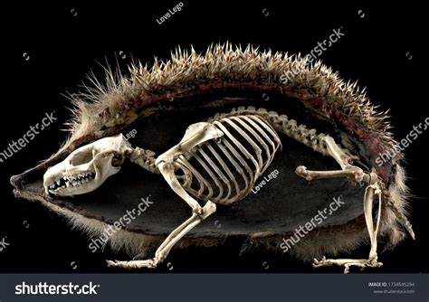 Hedgehog Bones Skeleton Black Background Stock Photo 1734545294 ...