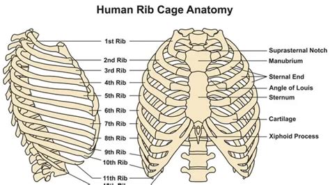 Rib Cage Anatomy, Labeled Vector Illustration Diagram Stock, 51% OFF