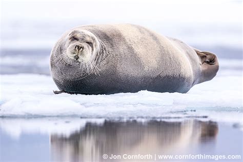 Bearded Seal 4 Photo, Picture, Print | Cornforth Images