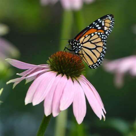 Native Plants for Pollinators - Pleasant View Gardens