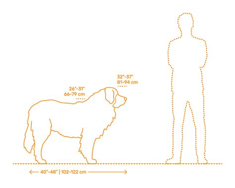 How Tall Is A Leonberger Dog