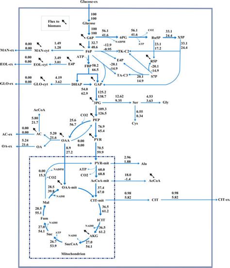 Ratios of ATP/AMP (a), NADH/NAD + (b) and NADPH/NADP + (c) in A. niger... | Download Scientific ...