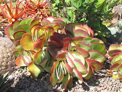 Paddle Plant (Kalanchoe thyrsiflora) in St Thomas Port Stanley London ...