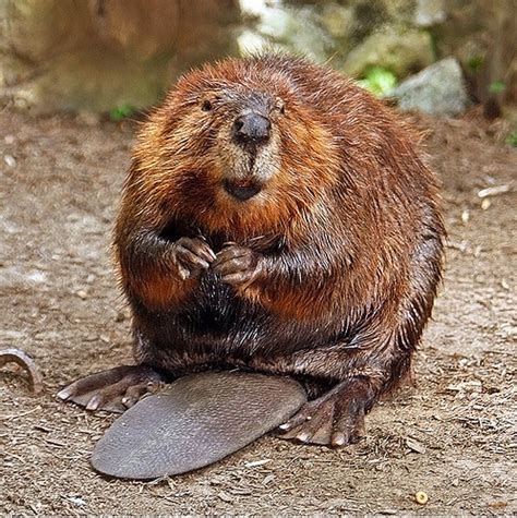 Beavers (Genus Castor) · iNaturalist NZ