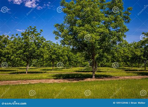 Young Pecan Tree Orchard stock photo. Image of background - 189153946