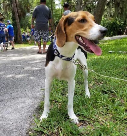 Coonhound Beagle Mix: Is This Curious Hybrid Right for You?