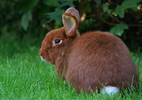 The New Zealand Rabbit