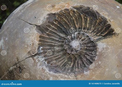 Imprint Fossil of an Ammonite Ammonoidea Stock Image - Image of natural ...