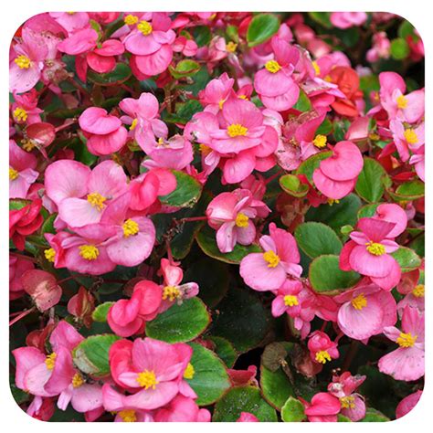 Begonia - Fibrous (Wax Begonia) - Davenport Garden Centre