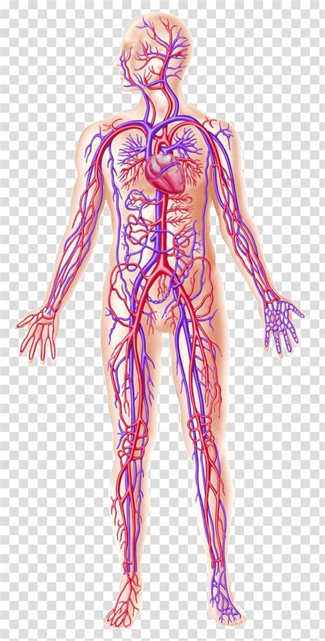 Anatomy Of A Blood Vessel